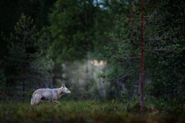 Finlandiya 'dan kurt. Gri kurt, köpek lupus, bahar ışığında, ormanda yeşil yapraklarla. Doğadaki kurt yuvası. Finlandiya Taiga 'sında vahşi bir hayvan. Vahşi yaşam, Avrupa.