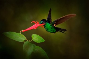 Tropik vahşi yaşam. Kolombiya, Ekvador ve Peru 'da bulunan Trochilidae familyasından kanatlı deniz yıldızı, Coeligena lutetiae, sinekkuşu. Kızıl orman çiçeğinin yanındaki sinekkuşu uçar.. 