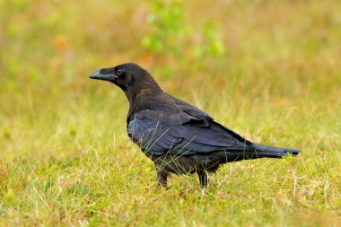Ormanın doğal ortamında ağaç gövdesinde oturan kara kuş kuzgunu, Finlandiya, sonbahar ormanında yaşayan hayvan..