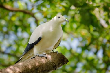 Ducula bicolor, Pied imparatorluk güvercini, Tayland 'dan güzel büyük beyaz kuş. Yaşam alanında güvercin, yeşil ormanda güneşli bir gün. Doğadan vahşi yaşam sahnesi. Ağaç gövdesinde oturan kuş..