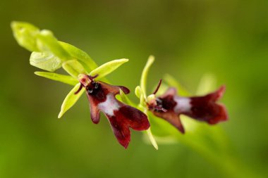 Ophrys insectifera, sinek orkidesi, çiçek açan Avrupa karasal orkidesi doğa habitatı, çiçek detayı, yeşil berrak arka plan, Çek Cumhuriyeti. Yakın plan bitki fotoğrafı..