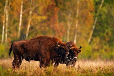 Sonbahar ormanlarında bizon sürüsü, doğada büyük kahverengi hayvanlar, ağaçlarda sarı yapraklar, Bialowieza NP, Polonya. Doğadan vahşi yaşam sahnesi. Büyük kahverengi Avrupalı bizon.