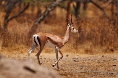Soemmerring 'in ceylanı, Nanger soemmerringii, doğal ortamında, Abijata-Shalla Lakes NP, Afrika' da Etiyopya. Güneşli bir gün, güzel vahşi hayvanlar, antiloplar koşuyor. Habeşistan Mohr, kuru orman..