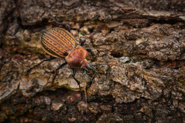 Carabus ullrichi, Ground carabid beetle, kahverengi bakır parıltılı parlak böcek doğa habitatında, Çek Cumhuriyeti, Avrupa 'da Bile Kapraty. Vahşi yaşam, Carabus ulrichi ağaç gövdesinde.