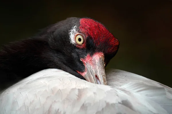 Grue Cou Noir Grus Nigricollis Portrait Détaillé Tête Gros Oiseau — Photo
