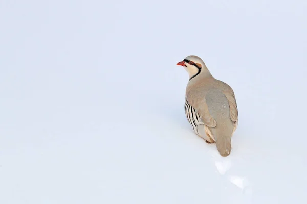 Rotspatroon Alectoris Graeca Gamebird Fazant Familie Sneeuw Tijdens Winter Vogel — Stockfoto