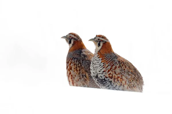 Tibetli Partridge Perdix Hodgsoniae Kış Dağlarında Karların Kayaların Üzerinde Oturan — Stok fotoğraf