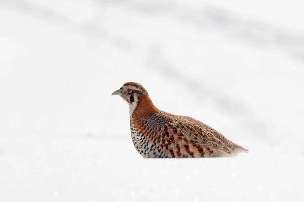 Tibetaanse Patrijs Perdix Hodgsoniae Vogel Zittend Sneeuw Rots Winterberg Patrijs — Stockfoto