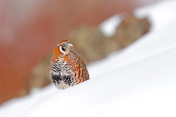 Tibetan Partridge Perdix Hodgsoniae Птах Сидить Снігу Скелі Зимовій Горі — стокове фото