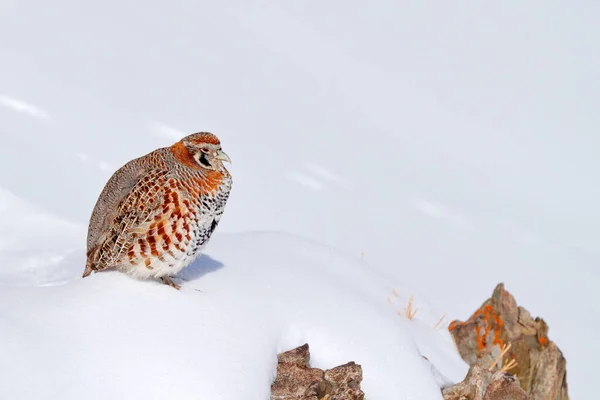 Tibetan Partridge Perdix Hodgsoniae Bird Sitting Snow Rock Winter Mountain — Stock Photo, Image