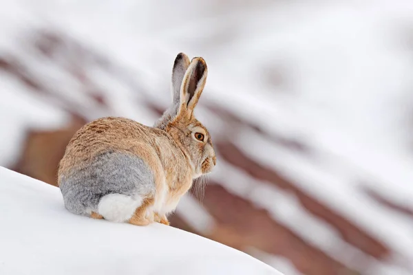 Lebre Lanosa Lepus Oiostolus Habitat Natural Condição Inverno Com Neve — Fotografia de Stock