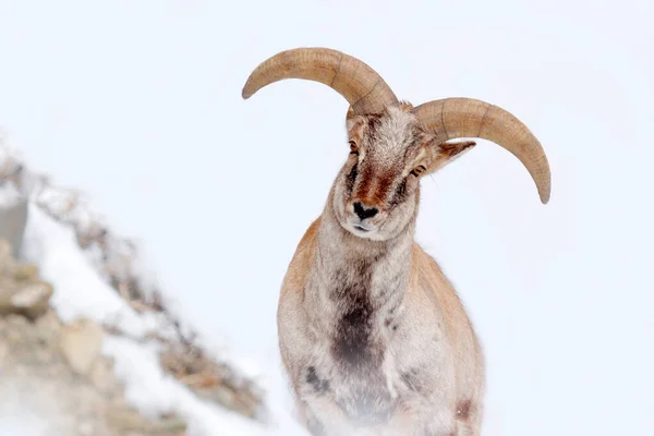 Oveja Azul Bharal Pseudois Nayaur Roca Con Nieve Hemis Ladakh — Foto de Stock