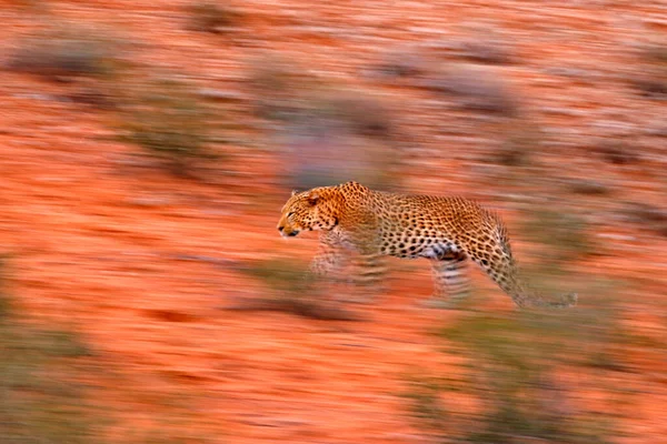 Afrika Leoparı Panthera Pardus Sanatsal Fotoğrafı Kamera Görüntüleme Teknikleriyle Hareketi — Stok fotoğraf