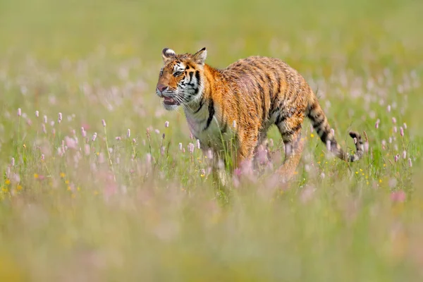 Yaz Yaban Hayatı Pembe Sarı Çiçekli Kaplan Amur Kaplanı Çimenlerde — Stok fotoğraf