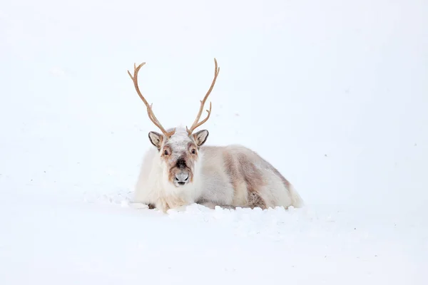 野生驯鹿 Rangifer Tarandus 雪中有巨大的鹿角 挪威斯瓦尔巴 斯瓦尔巴加勒比驯鹿 大自然的野生动物场景 冬季在北极 驯鹿冬季景观 — 图库照片