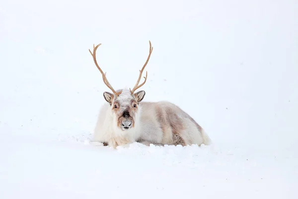 野生のトナカイ レンジファー タランダス 雪の中で巨大な釣り人と スヴァールバル ノルウェー スヴァールバル カリブー 自然の野生動物のシーン アクティックの冬 — ストック写真