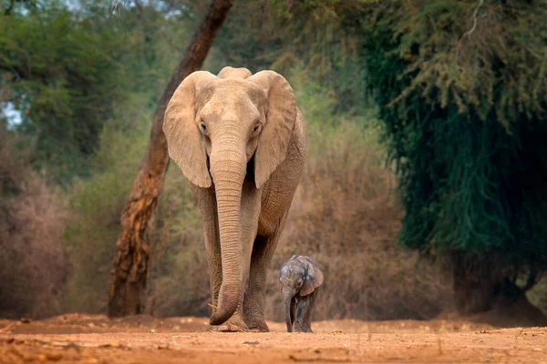 Elefante Filhote Cachorro Mana Pools Zimbábue África Grande Animal Floresta — Fotografia de Stock