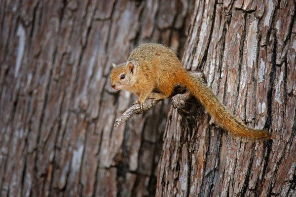 Smith Bush Squirrel Paraxerus Cepapi Cute Animal Tree Trunk Forest — 图库照片