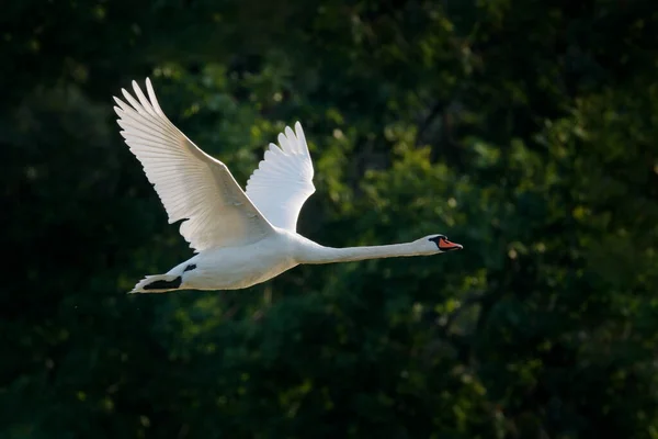 Mute Swan Cygnus Olor Flight River Forest White Animal Water — Stock Photo, Image