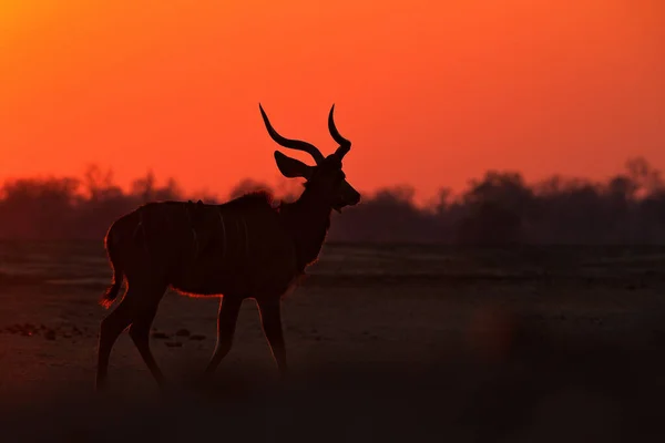 Kudu Západ Slunce Větší Kudu Tragelaphus Strepsiceros Hezká Antilopa Spirálními — Stock fotografie