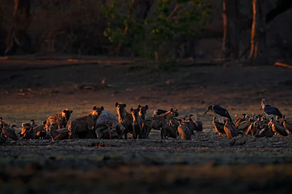 Ölü Fil Afrika Vahşi Yaşamı Benekli Sırtlan Crocuta Timsahı Fil — Stok fotoğraf