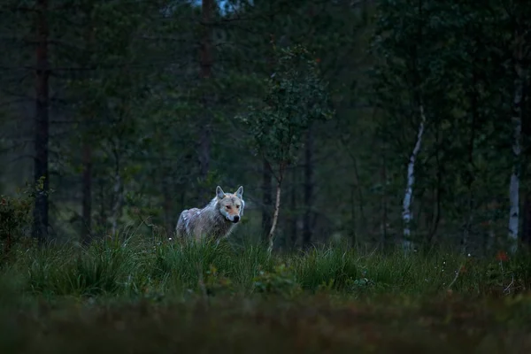 Вольф Фінляндії Сірий Вовк Canis Lupus Весняному Світлі Лісі Зеленим — стокове фото