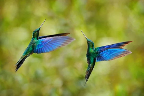 野生動物エクアドル 森の生息地で2つの青い鳥の戦い 偉大なサファイヤ ペトファン シアノプテルス 大きな青いハチドリ ヤナコチャ エクアドルのピチンチャ 2羽の鳥自然行動 — ストック写真