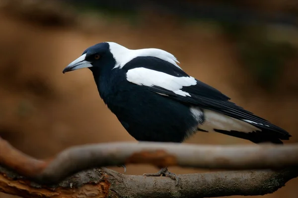 Australian Magpie Gymnorhina Tibicen Black White Bird Australia Magpie Sitting — Stock Photo, Image