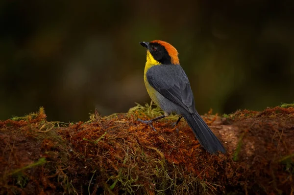 Yellow Breasted Brushfinch Atlapetes Latinuchus Bird Mindo Ecuador Tanager Nature — Stock Photo, Image