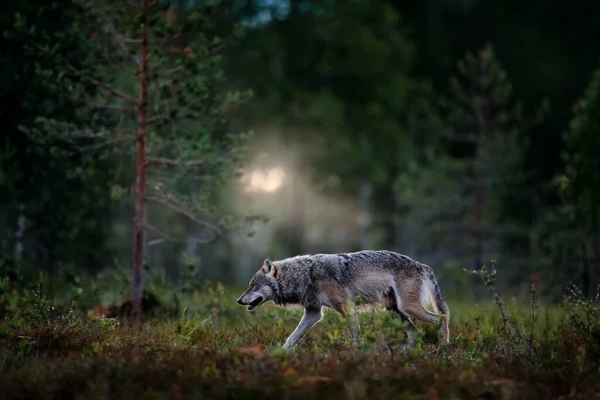 핀란드의 Canis Lupus 늑대는 서식지에 있습니다 핀란드 타이가에 동물이 동물의 — 스톡 사진