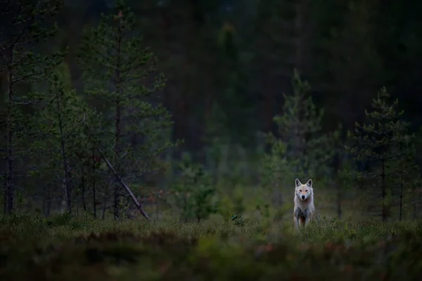 Wolf Aus Finnland Grauer Wolf Canis Lupus Frühlingslicht Wald Mit — Stockfoto
