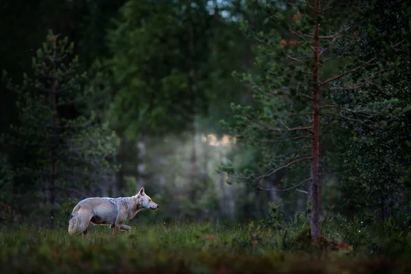 Loup Finlande Loup Gris Canis Lupus Printemps Dans Forêt Aux — Photo