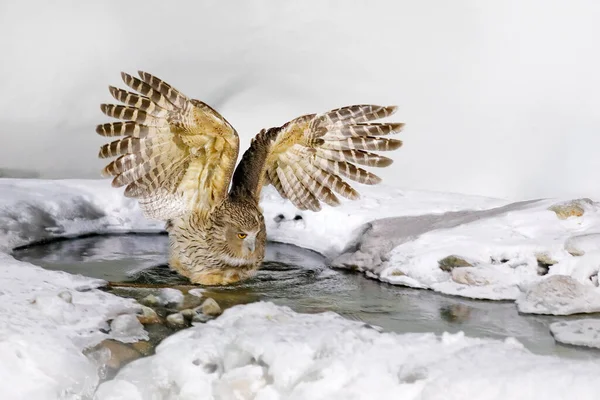 猫头鹰在冷水中捕猎日本北海道冬季的野生动物场景 有张开翅膀的河鸟 Blakiston的鱼猫头鹰 Bubo Blakistoni 最大的活鱼种类 鹰的一个亚群 — 图库照片