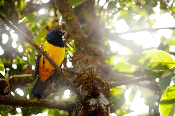 黒の胸の山 タネージャー ブトラウピスEximia 黒黄色の山の鳥の木の上に座って エクアドルのヤナコチャ保護区 ピチンチャ火山の鳥 自然の生息地の大きなタンジェの鳥 — ストック写真