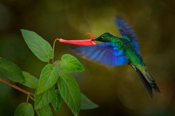 Przyroda Ekwadoru Świetne Szafiry Pterofany Sinica Wielki Niebieski Koliber Yanacocha — Zdjęcie stockowe
