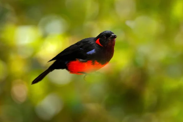 Skarlát Hasú Tanager Anisognathus Igniventris Hegyi Madár Elrejtve Zöld Növényzet — Stock Fotó