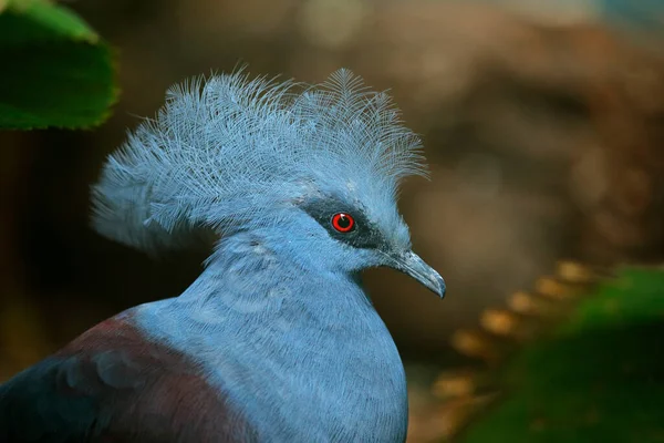 Pombo Coroado Ocidental Goura Cristata Retrato Detalhado Florestas Tropicais Planície — Fotografia de Stock