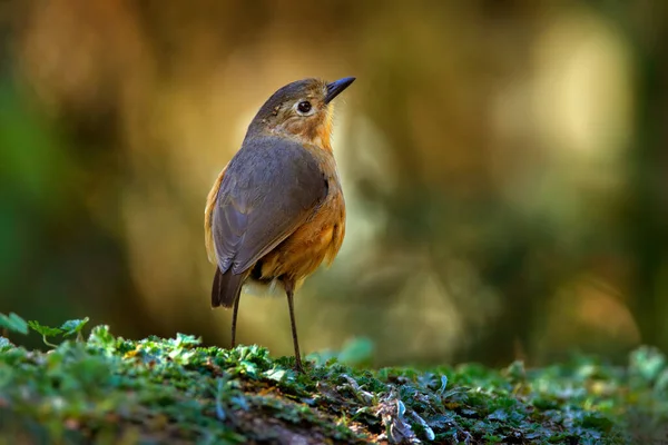 Tawny Antpitta Grallaria Quitensis Grey Brown Bird Nature Habitat Yanacocha — 스톡 사진