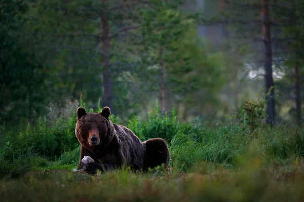 Большой Бурый Медведь Гуляет Озеру Утренним Солнцем Сцена Дикой Природы — стоковое фото