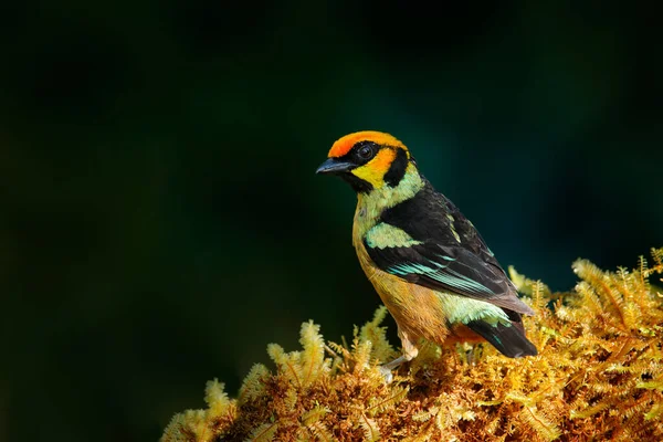 Faune Équatorienne Tanager Visage Flamboyant Tangara Parzudakii Assis Sur Une — Photo