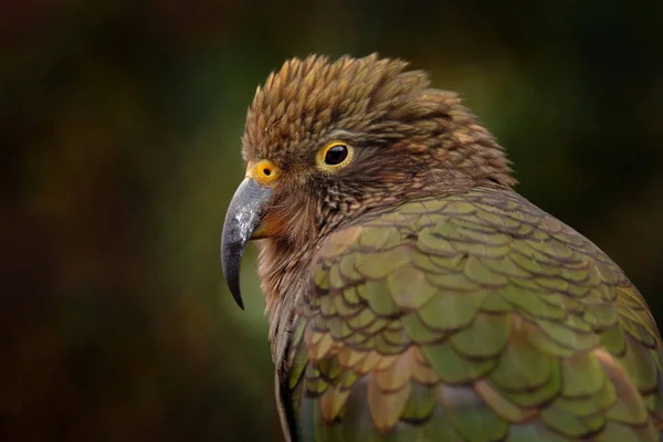 Kea Papağanı Nestor Notabilis Doğadaki Yeşil Kuş Yeni Zelanda Daki — Stok fotoğraf
