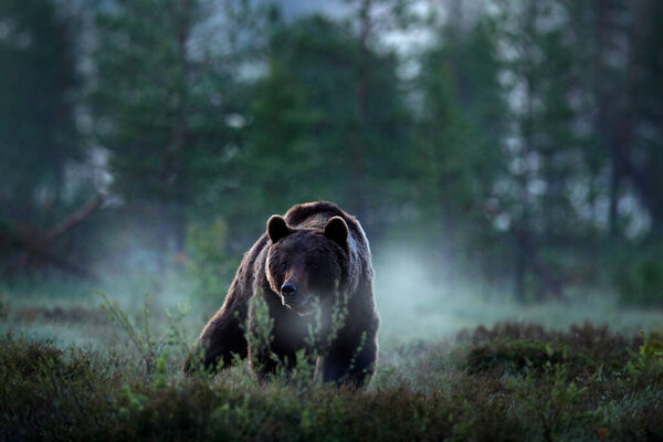 Misty magic morning fog. Brown bear walking around lake in the morning sun. Wildlife scene from wild nature. Dark night image with bear. Dangerous animal in forest, Finland. Wet day in taiga.
