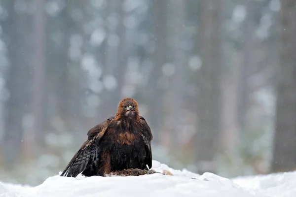 Золотий Орел Снігу Вбитим Зайцем Сніг Лісі Взимку Птахи Природному — стокове фото
