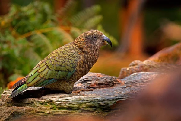 Kea Papoušek Nestor Notabilis Zelený Pták Přírodním Stanovišti Hora Novém — Stock fotografie