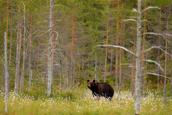Медведь Спрятан Желтом Лесу Осенние Деревья Медведем Портрет Лица Бурый — стоковое фото