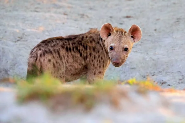 Young hyena pup, evening sunset light. Hyena, detail portrait. Spotted hyena, Crocuta crocuta, angry animal near the water hole, beautiful evening sunset. Animal pup nature, Zambia