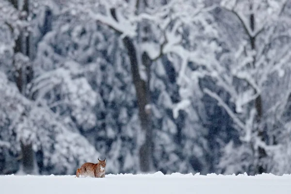 Λουξ Χειμερινή Άγρια Ζωή Χαριτωμένη Μεγάλη Γάτα Στο Περιβάλλον Κρύα — Φωτογραφία Αρχείου