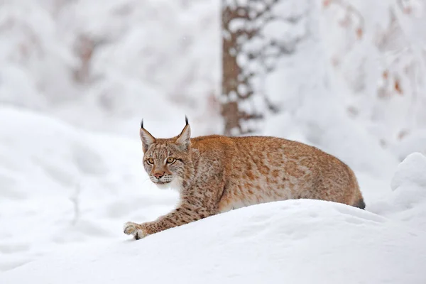 Lynx 冬季野生动物 在栖息地里可爱的大猫 寒冷的环境 雪地森林 有美丽的动物野生山猫 欧亚山猫在森林里奔跑 野猫在雪地里 — 图库照片