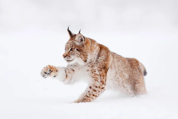 Lynx 冬季野生动物 在栖息地里可爱的大猫 寒冷的环境 雪地森林 有美丽的动物野生山猫 欧亚山猫在森林里奔跑 野猫在雪地里 — 图库照片