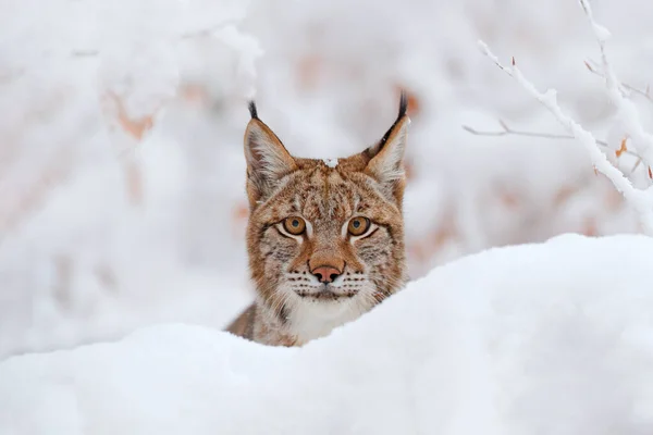 Lynx Vida Silvestre Invierno Lindo Gato Grande Hábitat Condición Fría —  Fotos de Stock